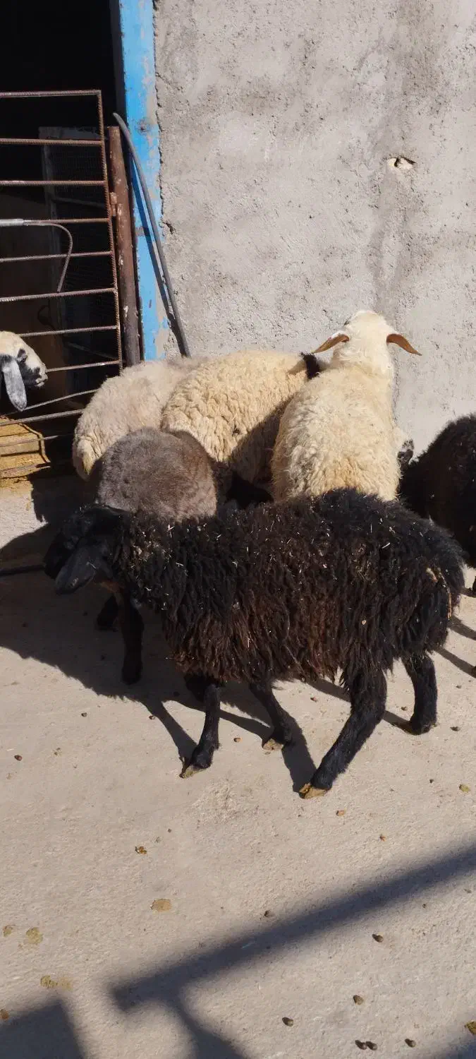 همه رقم گوسفند چاق گوشتی|حیوانات مزرعه|قزوین, |دیوار