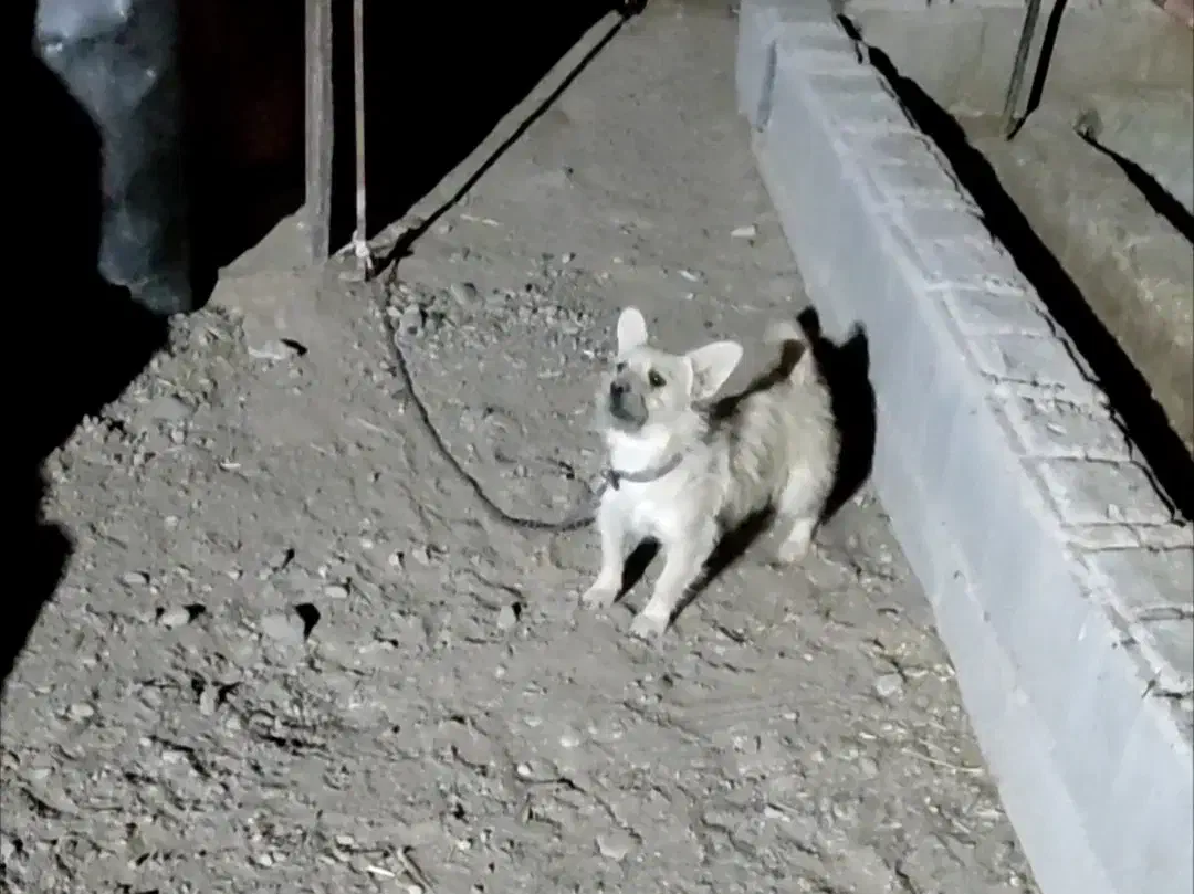 پاپی نگهبان اصیل|سگ|رباطکریم, رباطکریم|دیوار