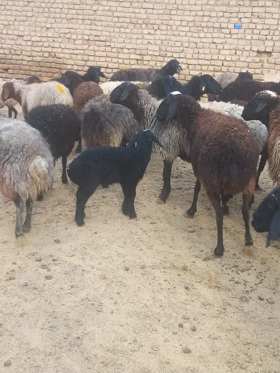 گوسفند میش بره دار جوان و سالم|حیوانات مزرعه|قم, علی آباد|دیوار