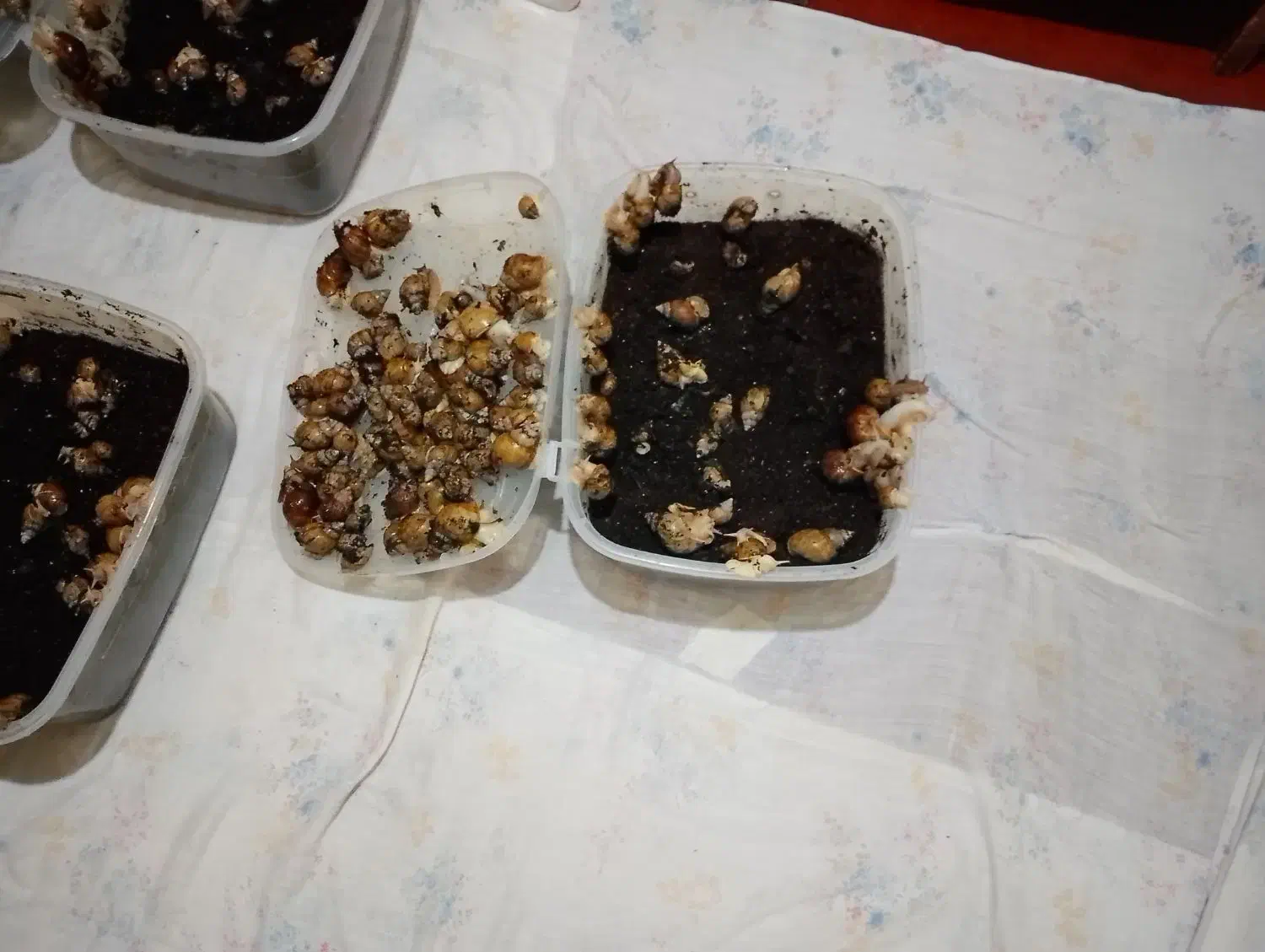 فروش حلزون اچاتینا آلبیون|خزنده|شهرکرد, |دیوار