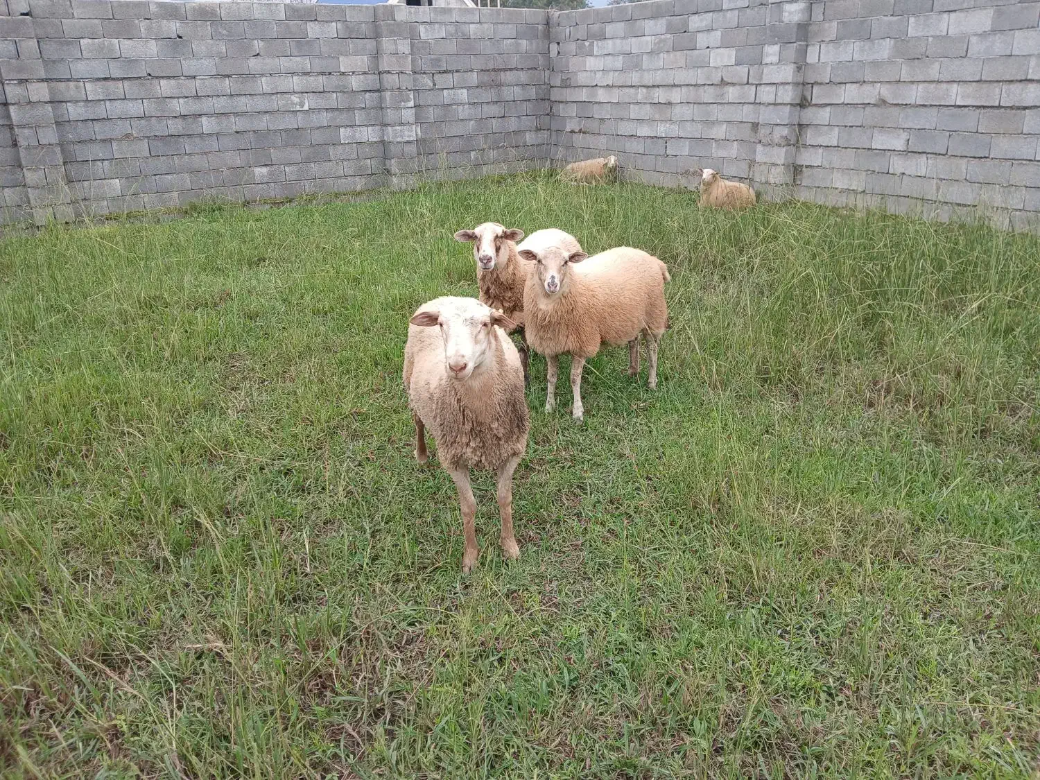 گوسفند چند قلو زا|حیوانات مزرعه|کلارآباد, |دیوار