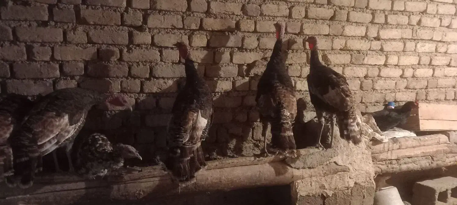 بوقلمون|حیوانات مزرعه|دینور, |دیوار