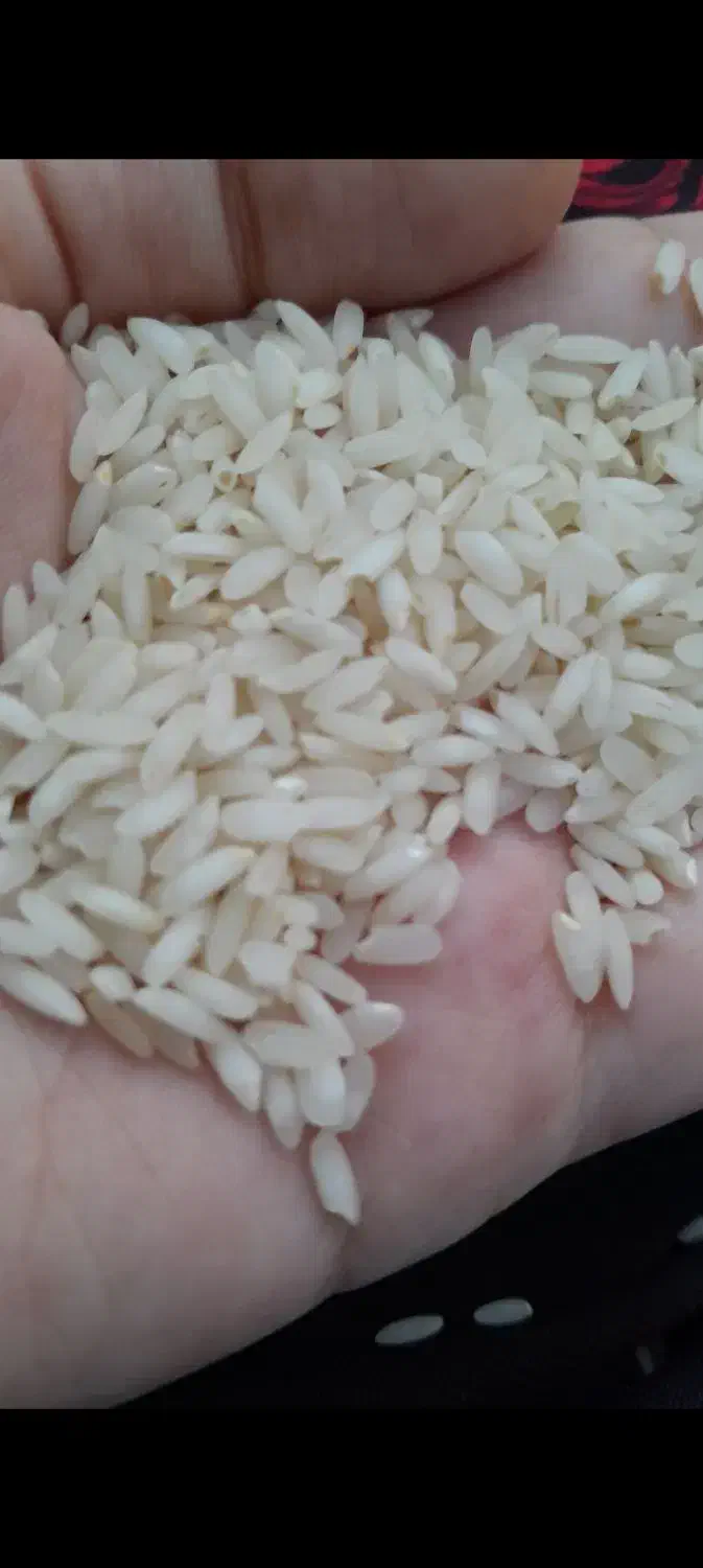 برنج چمپای اصل میداوود|خوردنی و آشامیدنی|بندر ماهشهر, |دیوار