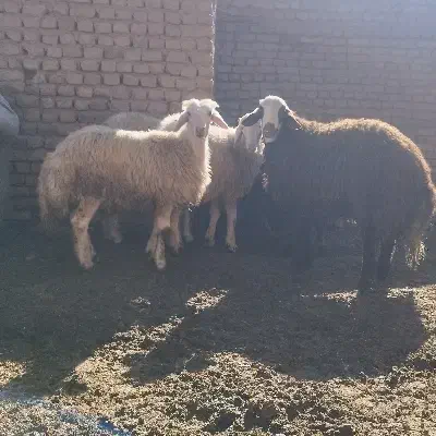 بره نر|حیوانات مزرعه|قلندر آباد, |دیوار