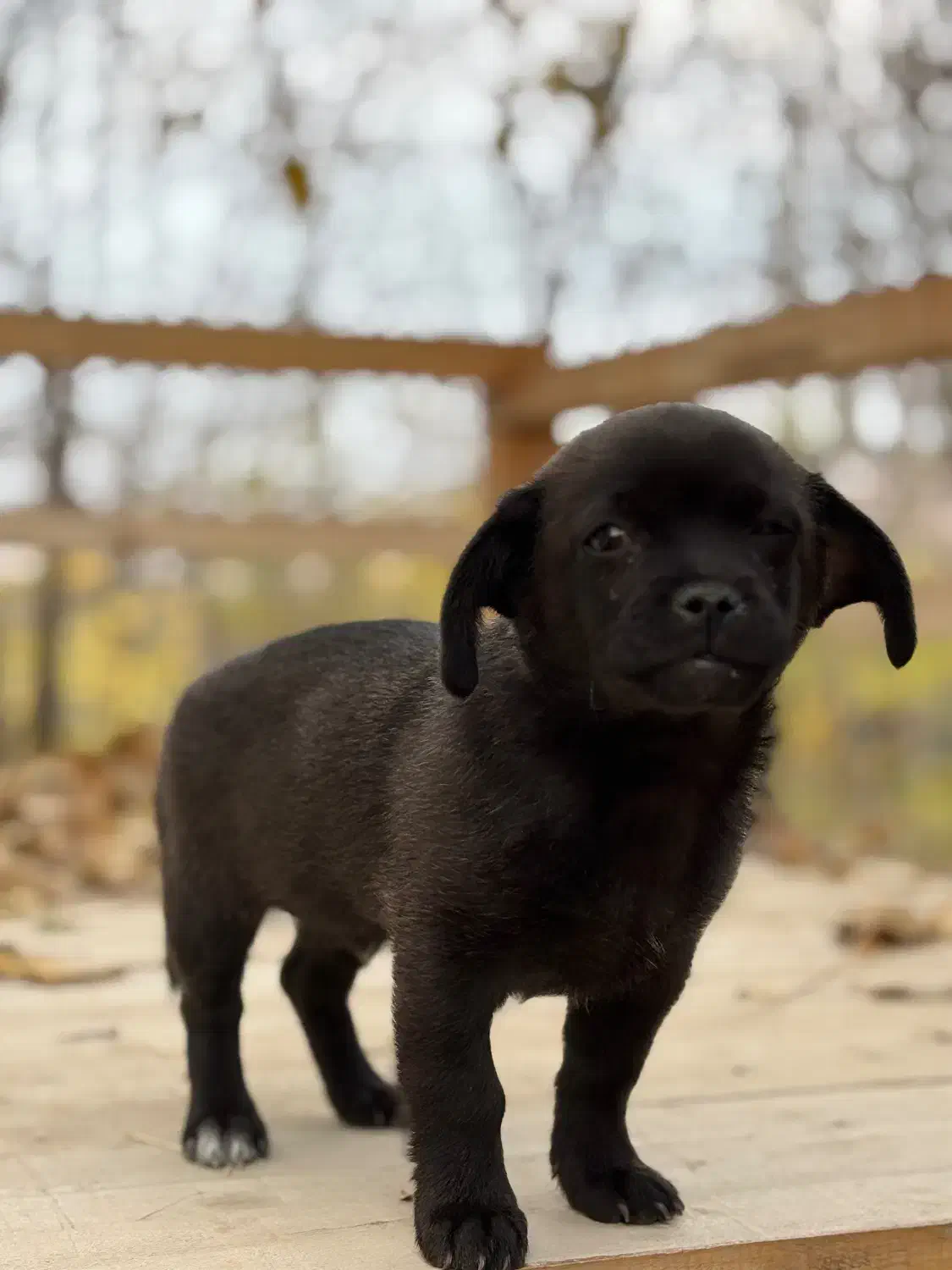 توله سگ نژاد پیکینیز|سگ|کرمانشاه, |دیوار