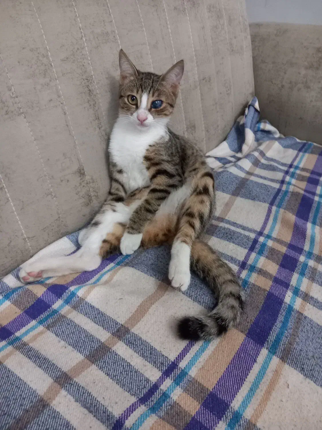 گربه شیطون و مهربون|گربه|رشت, اسماعیل آباد|دیوار