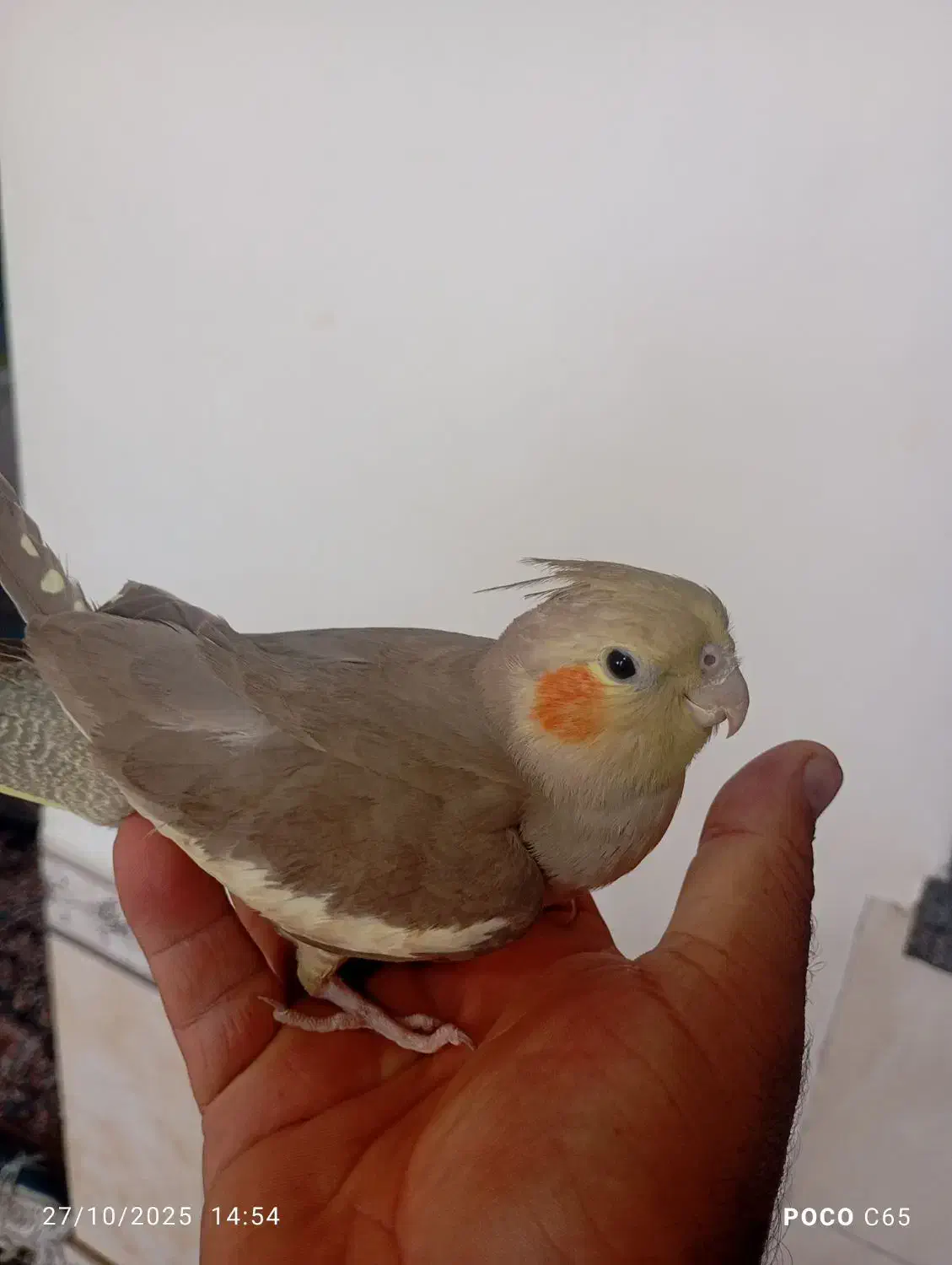 فروش عروس هلندی|پرنده|داراب, |دیوار