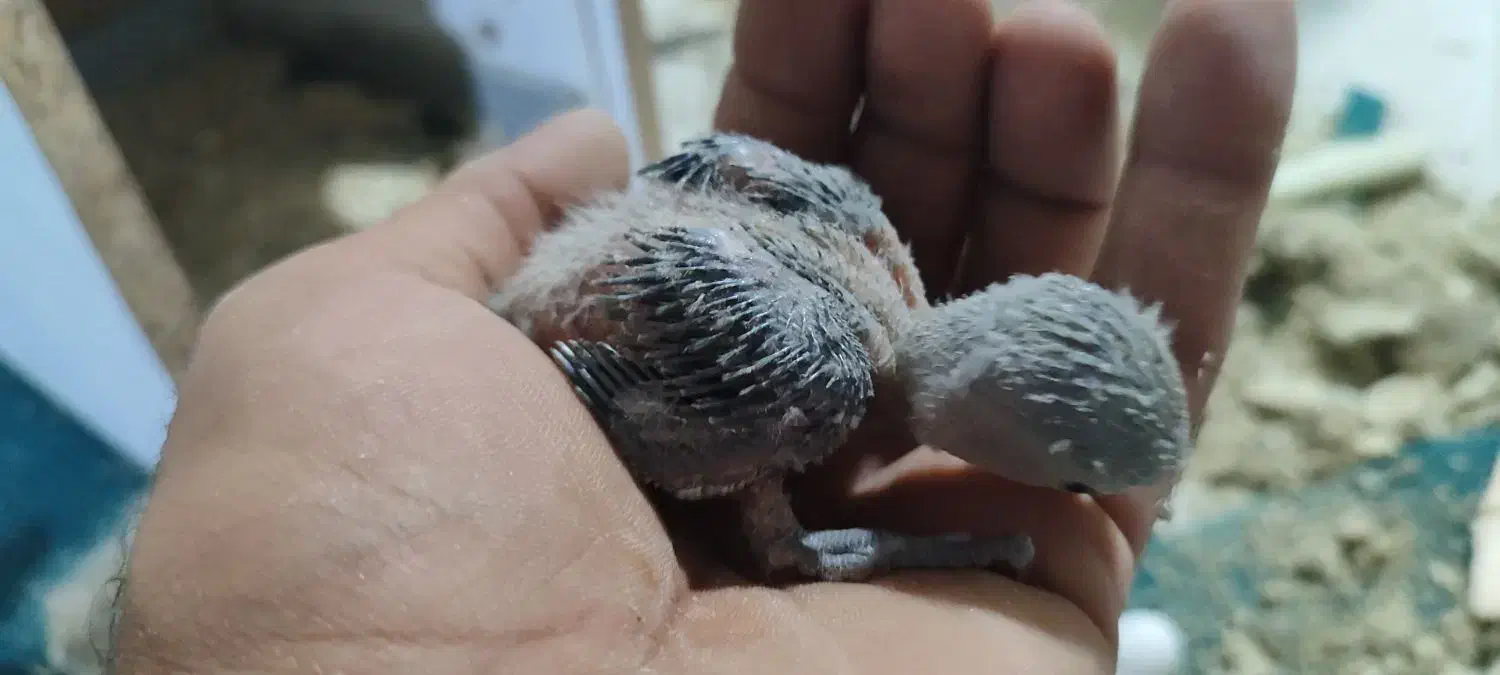 جوجه طوطی کتوله وعروس|پرنده|رفسنجان, |دیوار