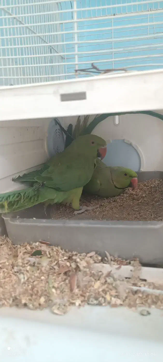 طوطی سبز ملنگو|پرنده|ایرانشهر, |دیوار