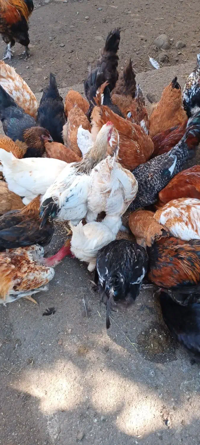 مرغ خروس فروشی|حیوانات مزرعه|اسالم, |دیوار