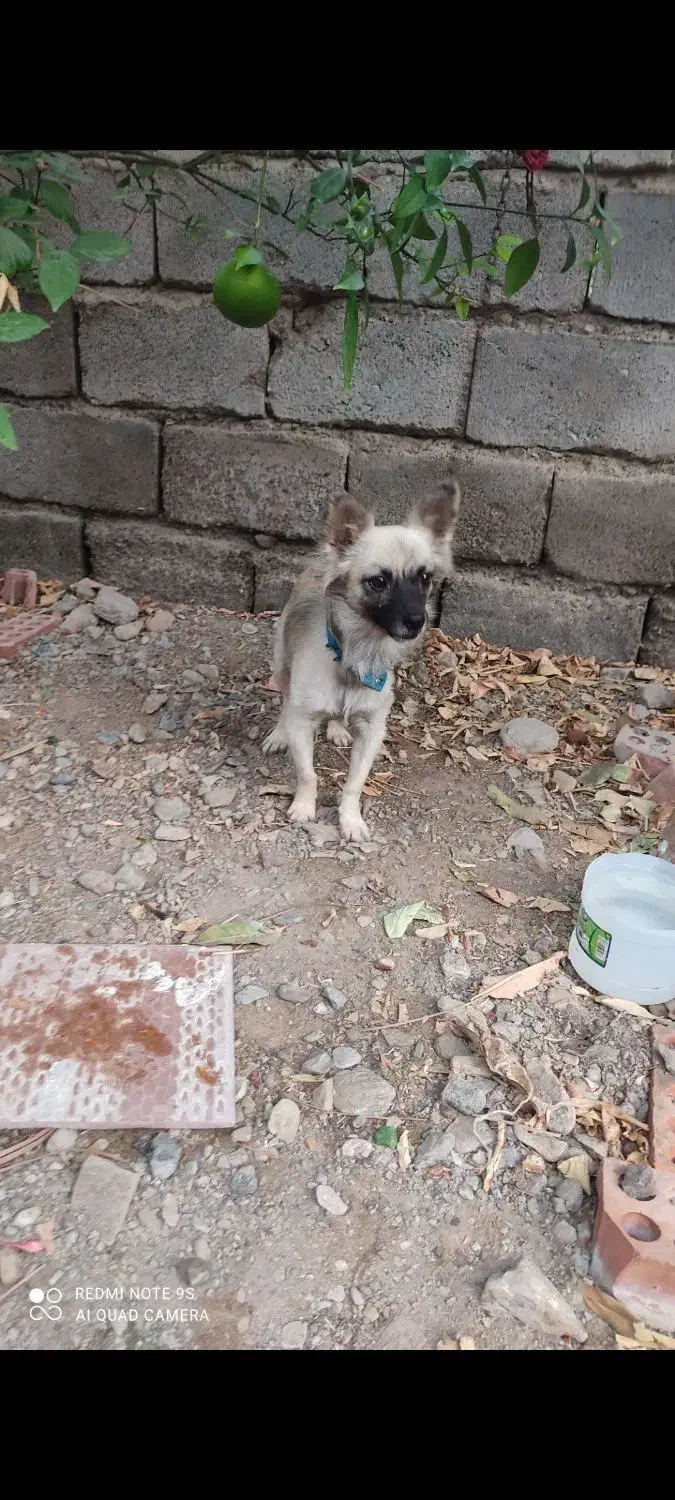 سگ پاکوتاه باهوش معاوضه هم فقط با کفتر طوقی|سگ|جیرفت, |دیوار