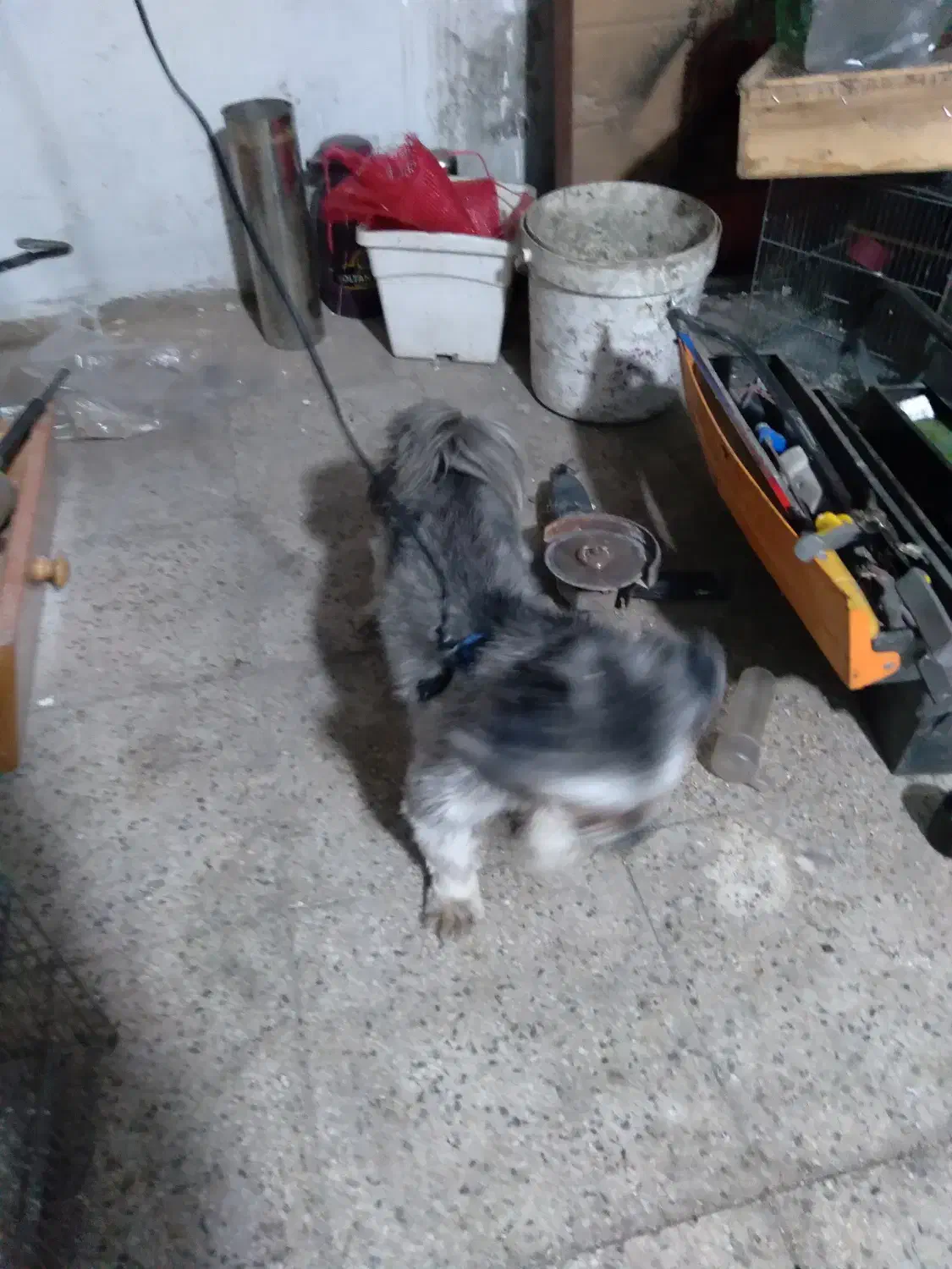 سگ پیدا کردم|حیوانات|تبریز, |دیوار