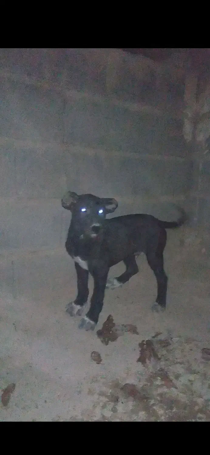 سگ وتوله|سگ|نسیم‌شهر, |دیوار