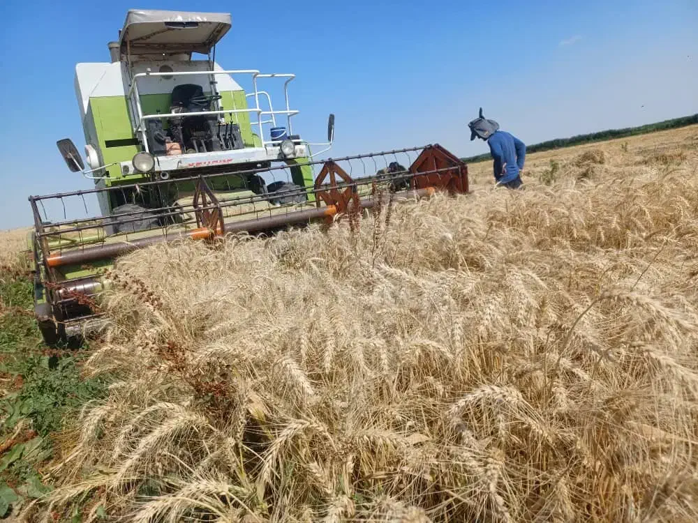 بذر گندم بوجاری شده|عمدهفروشی|قشلاق دشت, |دیوار