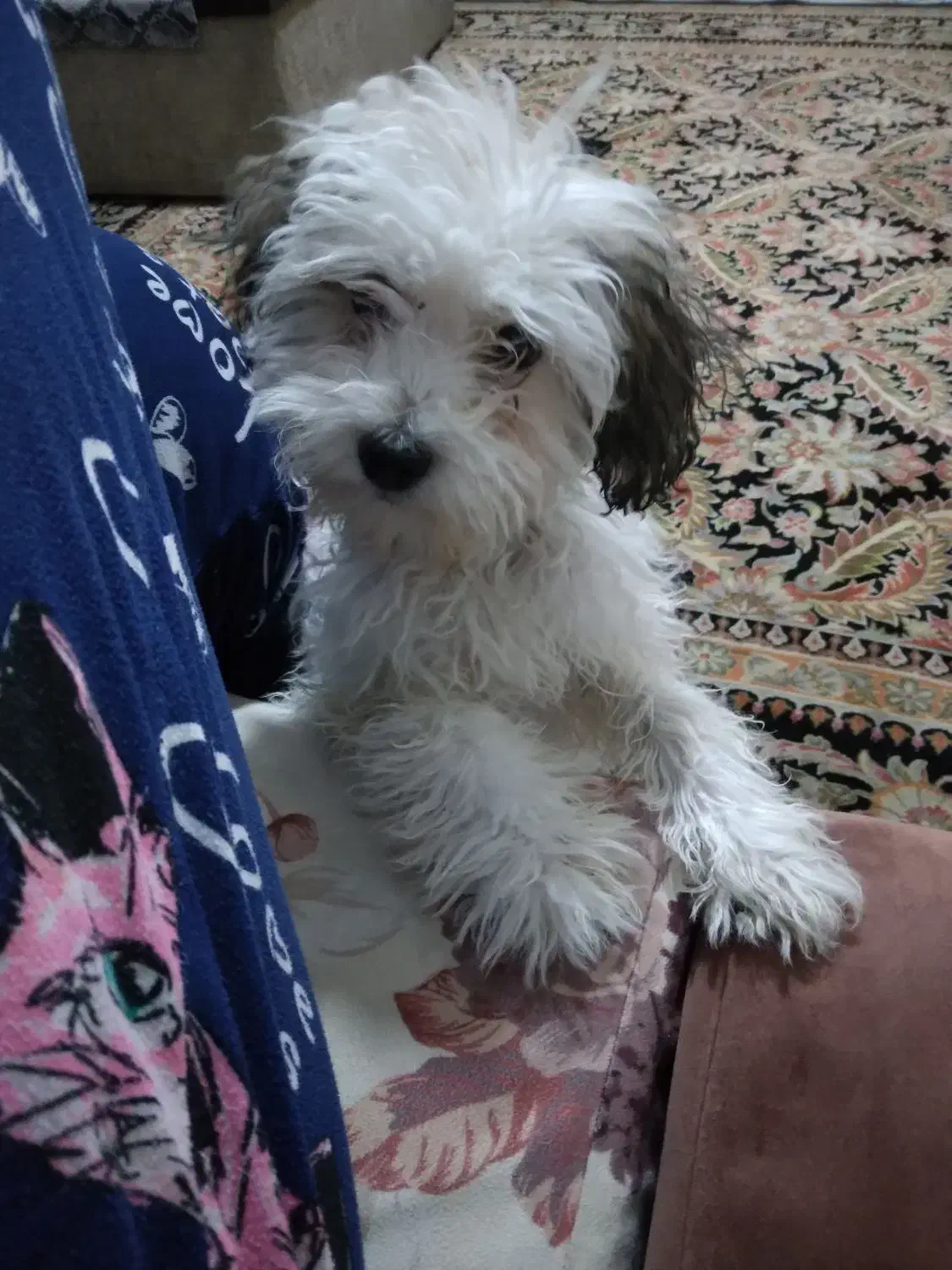 توله سگ|سگ|تهران, ائمه اطهار|دیوار