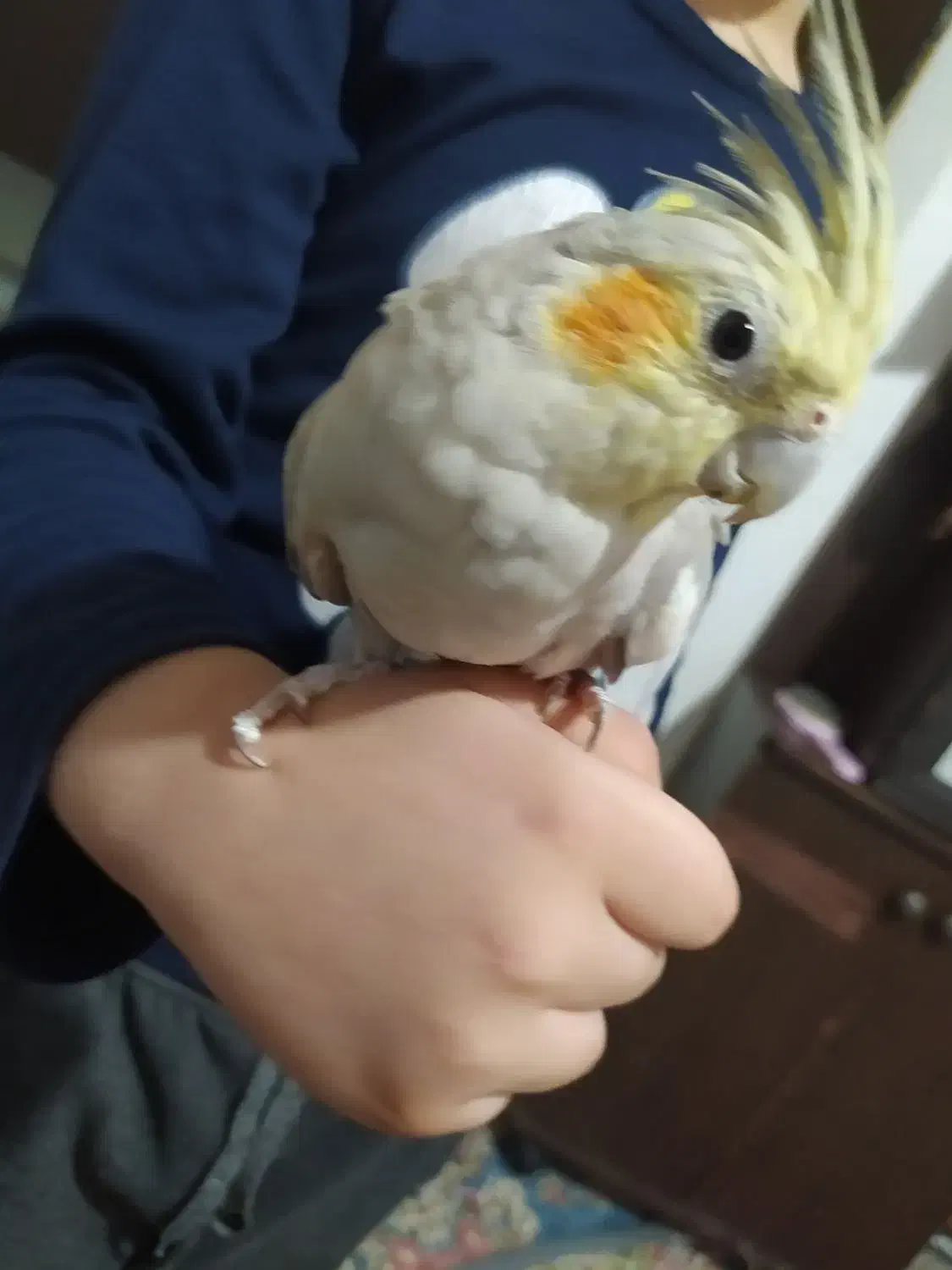 عروس هلندی دستی|پرنده|مشهد, خین عرب|دیوار