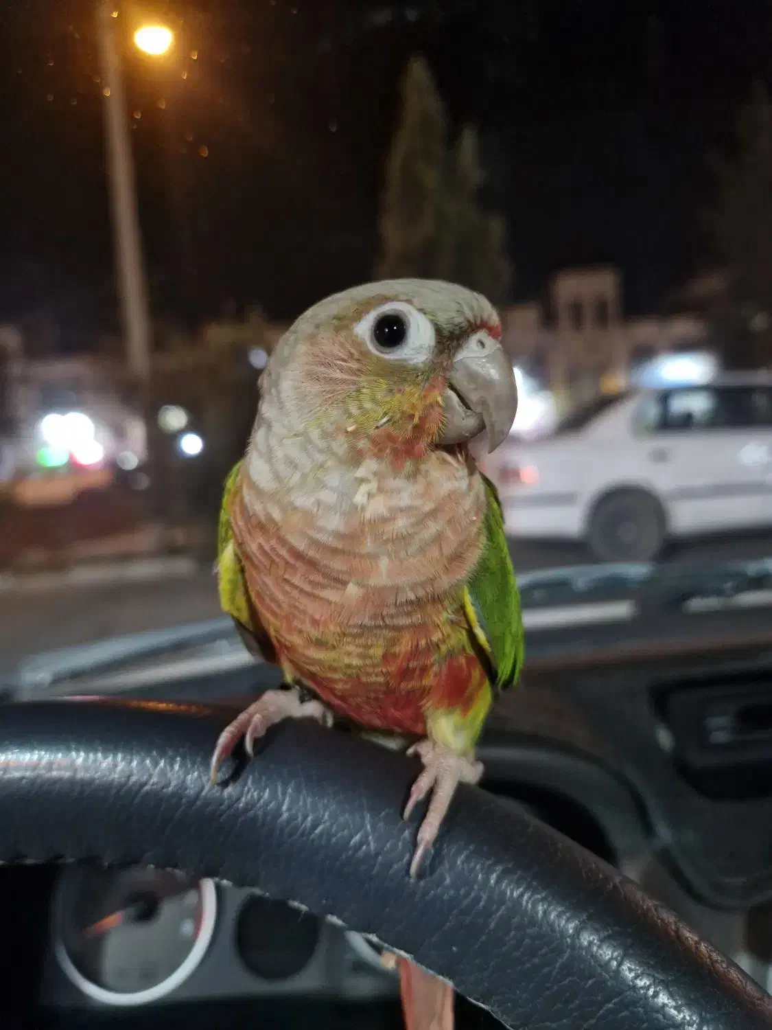 گرینچیک اهلی|پرنده|بیرجند, |دیوار