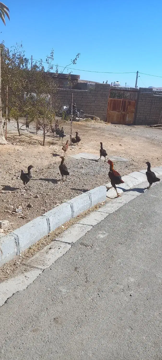 فروش مرغو خروس لاری|حیوانات مزرعه|دیواندره, |دیوار