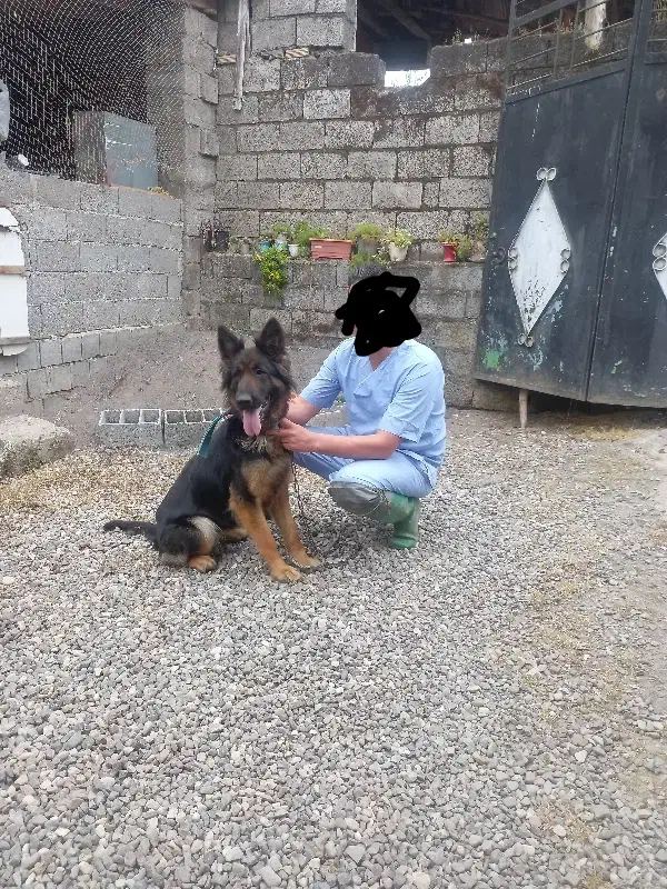 واگذاری سگ ژرمن|سگ|رودبنه, |دیوار