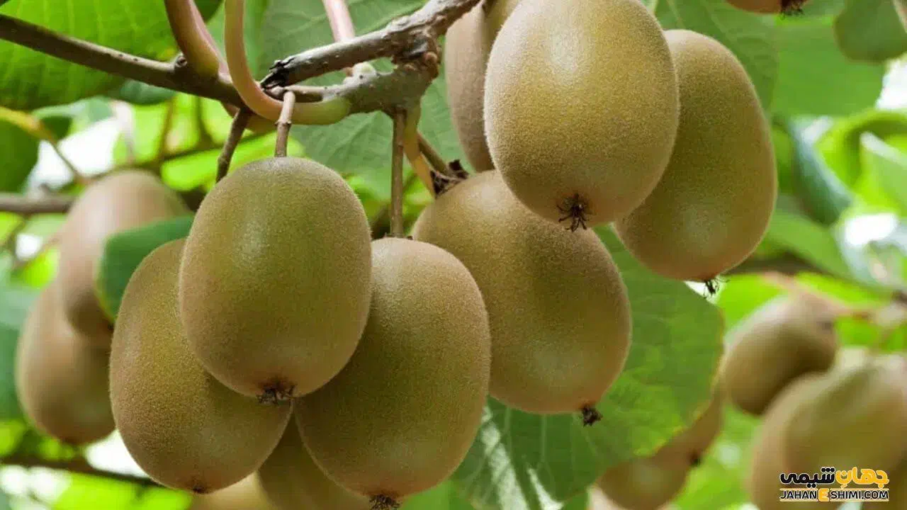 کیوی چیده شده|عمده‌فروشی|تنکابن, |دیوار