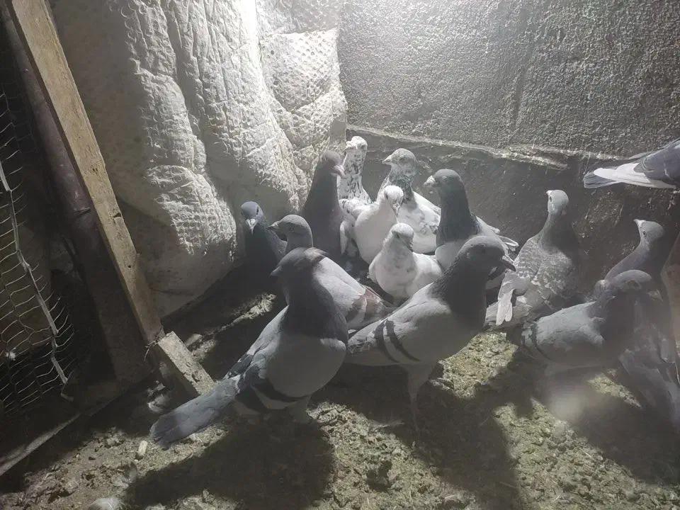 سی تا کبوتر پلاکی|پرنده|طرقبه, |دیوار