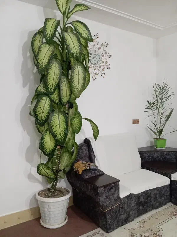 گل دیفین|گل و گیاه طبیعی|دهگلان, |دیوار