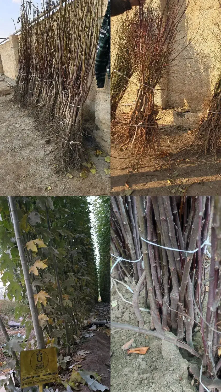 نهال های شناسنامه دار با کیفیت بالا|خدمات باغبانی و درختکاری|گرگان, |دیوار