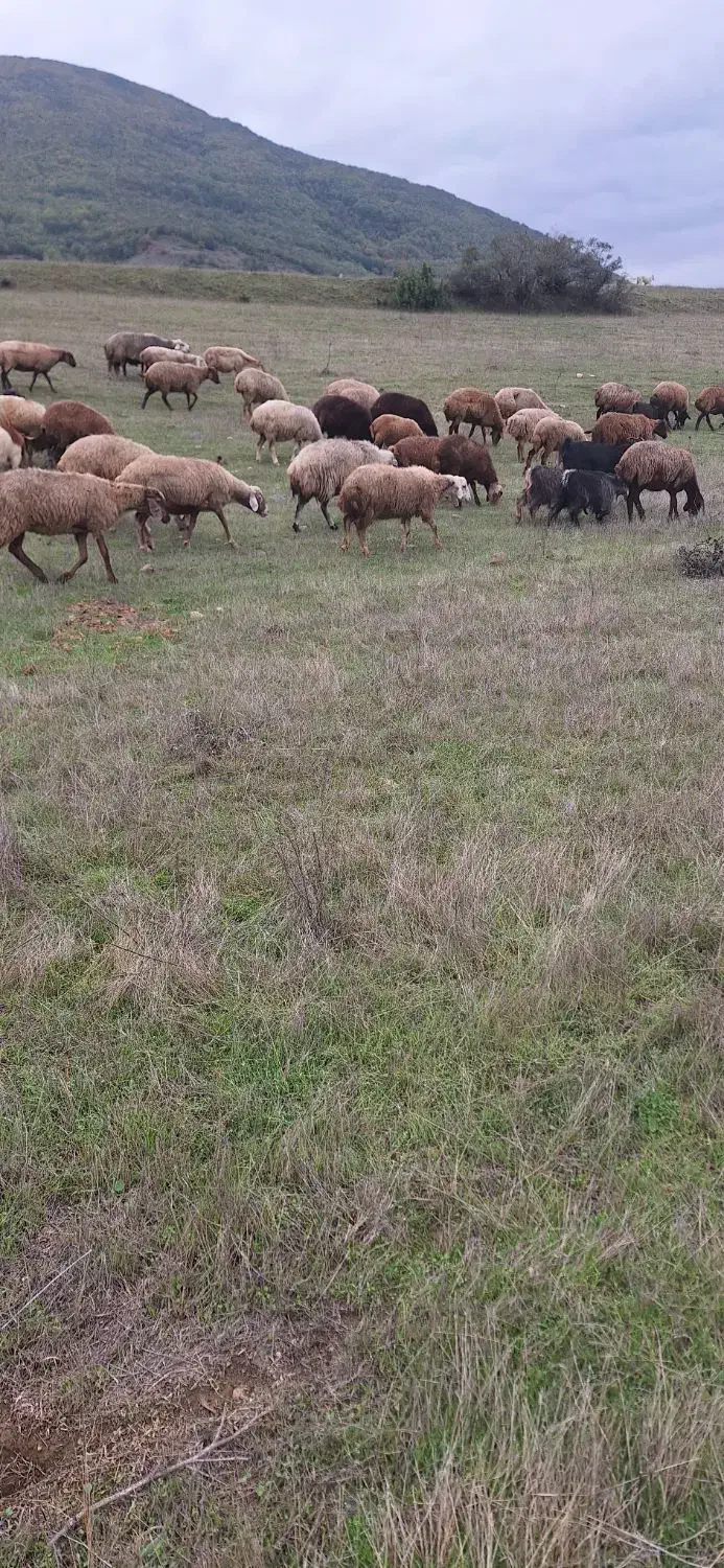 فروش انواع گوسفند|حیوانات مزرعه|نظر کهریزی, |دیوار