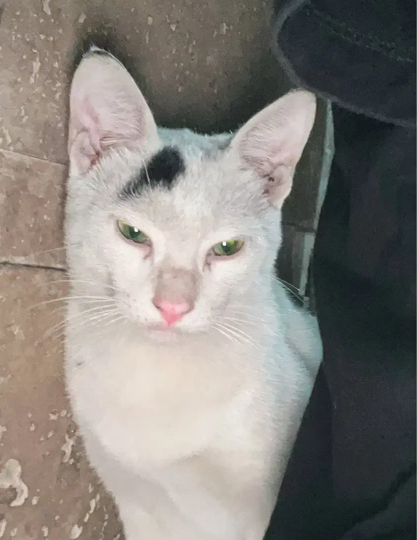 واگذاری گربه|گربه|بندرعباس, |دیوار