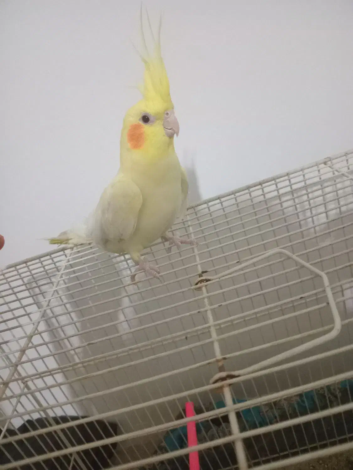 عروس هلندی|پرنده|قائن, |دیوار