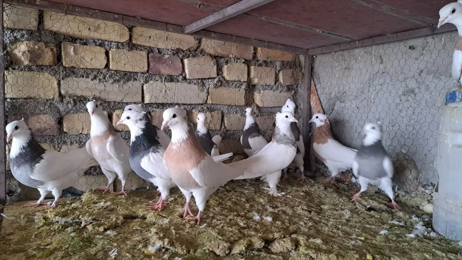 کبوتر طوقی|پرنده|مهریز, |دیوار