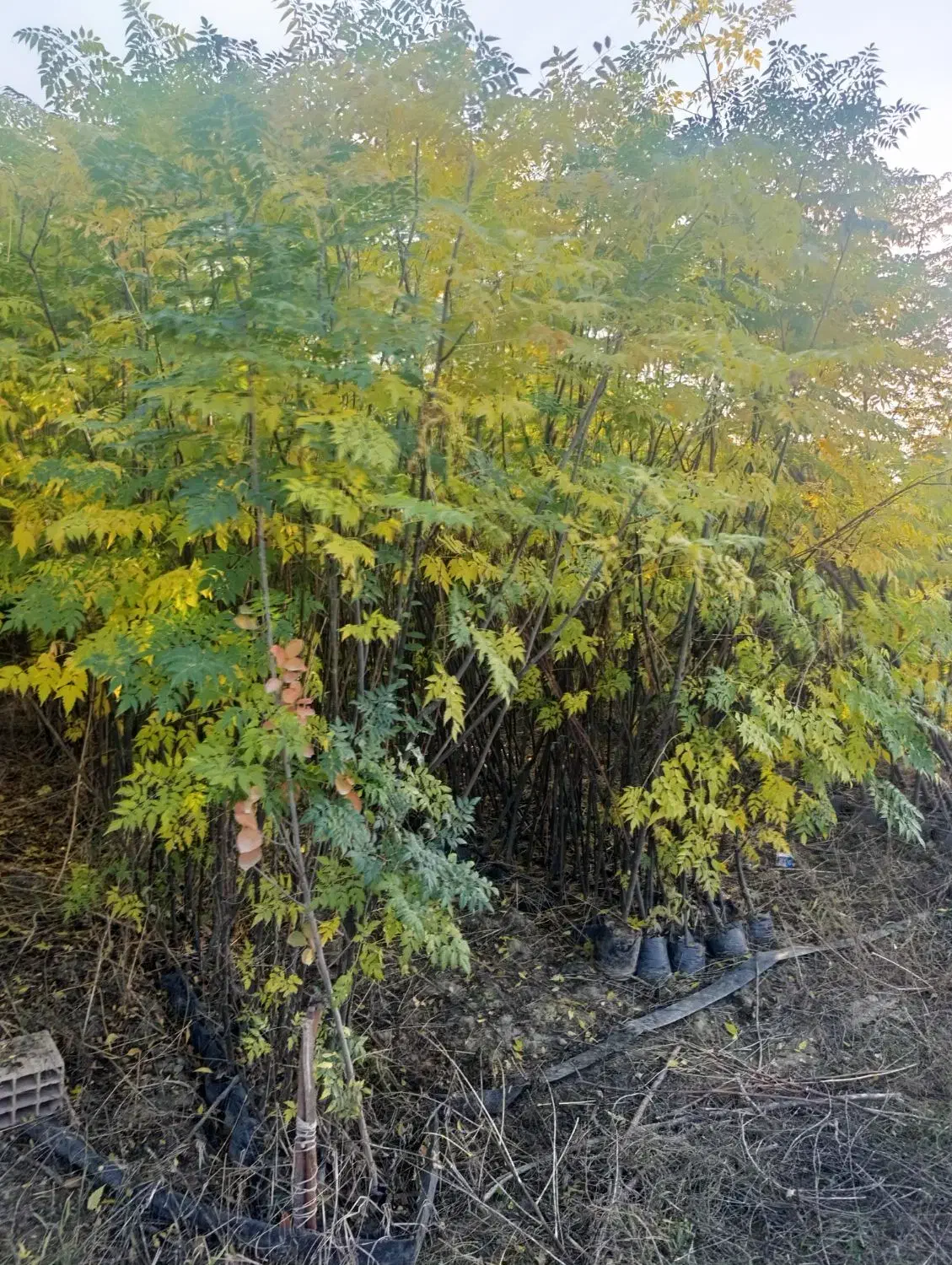 نهال های زیتون تلخ برای زینتی گلدانی ارتفاع ۳ متر|خدمات باغبانی و درختکاری|شیراز, شهرک سراج|دیوار