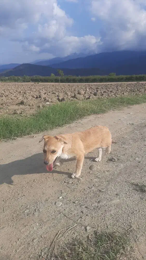 سگ پاکوتاه زیرک وخوشگل|سگ|گرگان, |دیوار