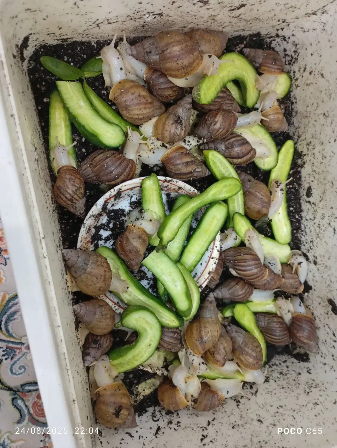 حلزون دانه ای بیست هزار تومان|خزنده|همدان, |دیوار