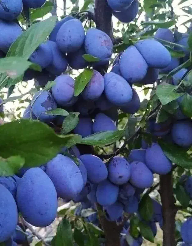 فروش نهال|گل و گیاه طبیعی|اراک, |دیوار