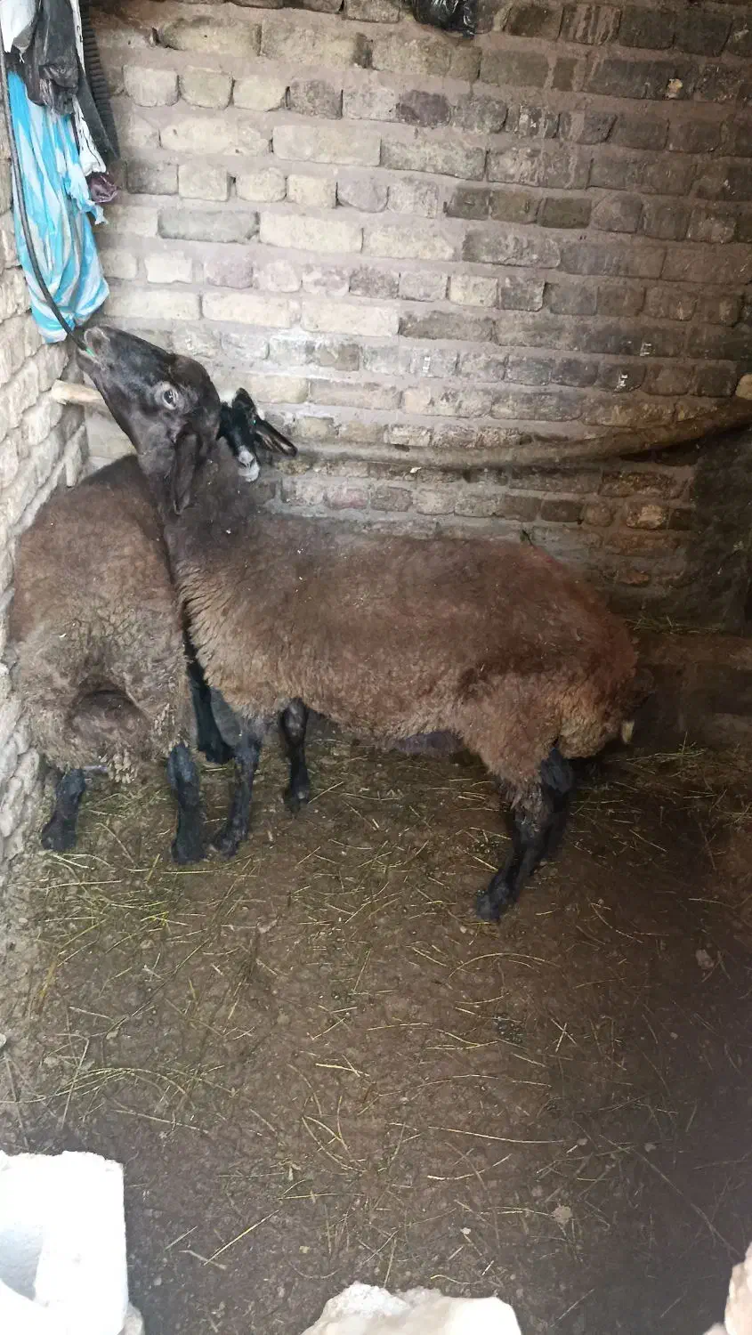 گوسفند|حیوانات مزرعه|خوی, |دیوار