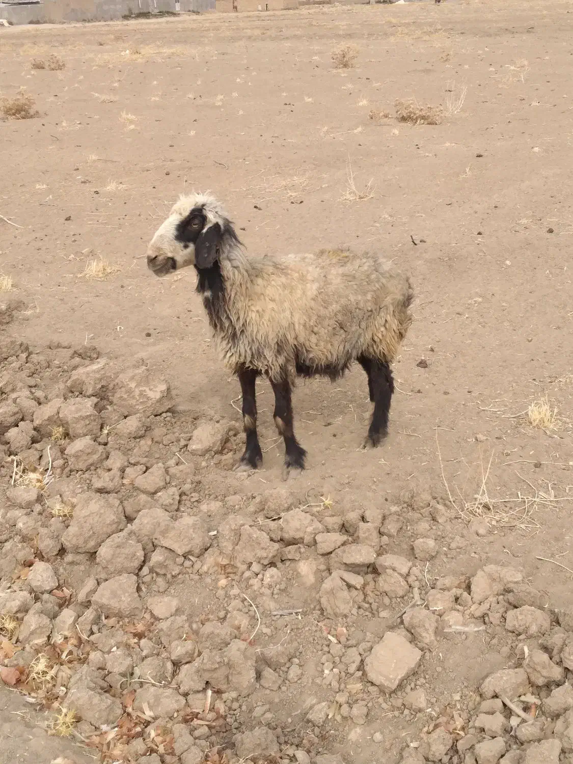 میش|حیوانات مزرعه|پاسارگاد, |دیوار