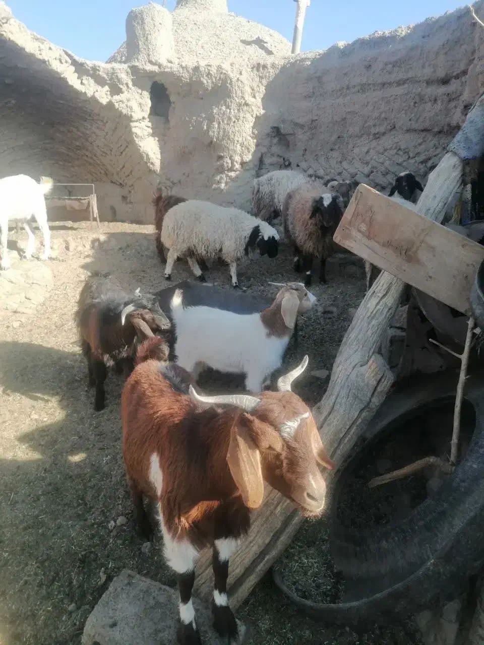 فروش تعدادی بز و بره|حیوانات مزرعه|بیرجند, |دیوار