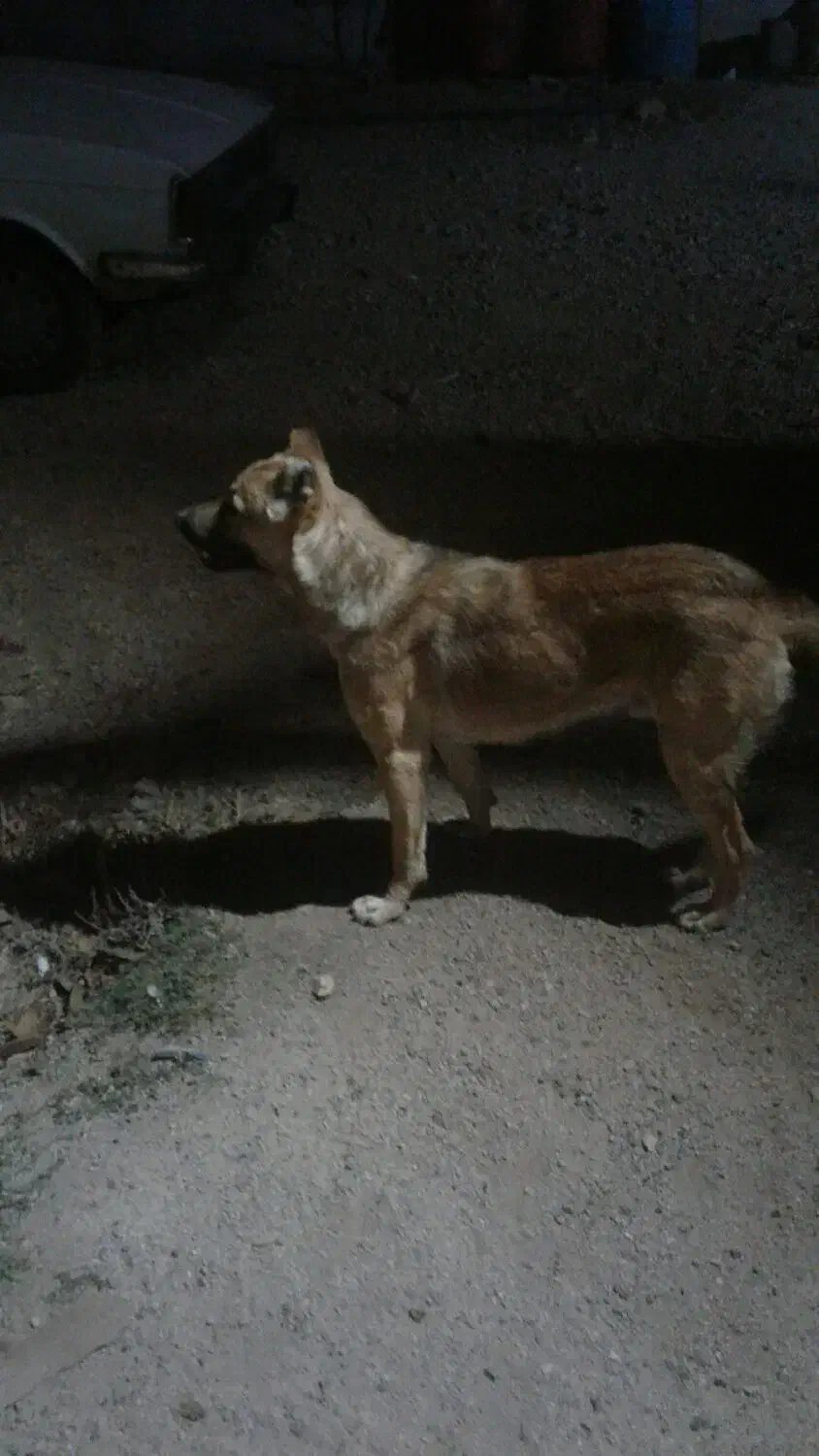 سگ سرابی|سگ|چهاردولی, |دیوار