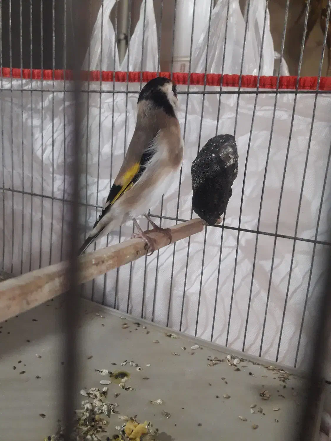 سهره ماده تازه تخت،زاده قفس نشانه دار|پرنده|الوند, |دیوار