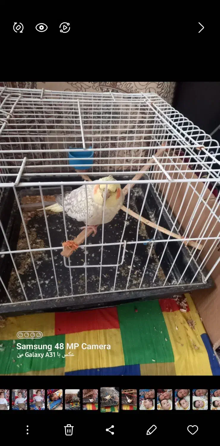 جفت پرنده عروس درخمام|پرنده|رشت, گلسار|دیوار