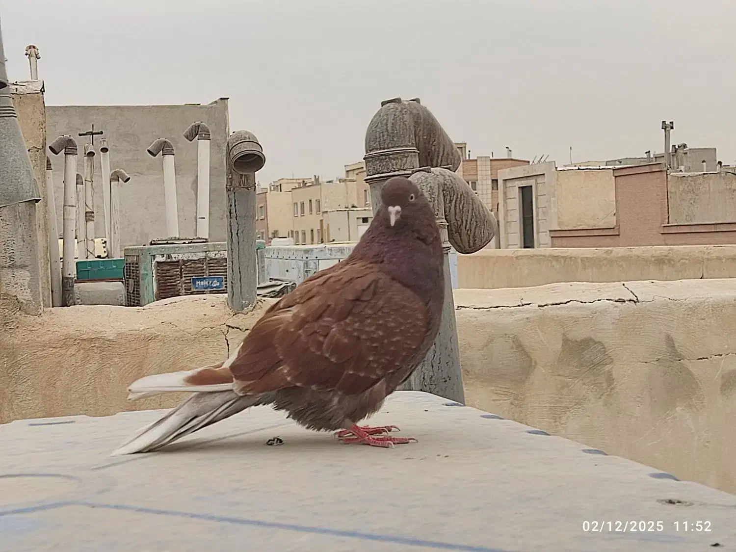 کبوتر سرخ کاشونی|پرنده|شاهین‌شهر, خانه کارگر|دیوار