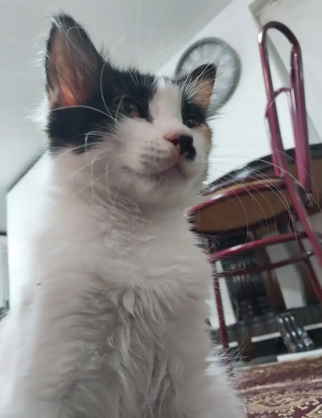 واگذاری گربه کالیکو ۸ ماهه|گربه|اراک, |دیوار