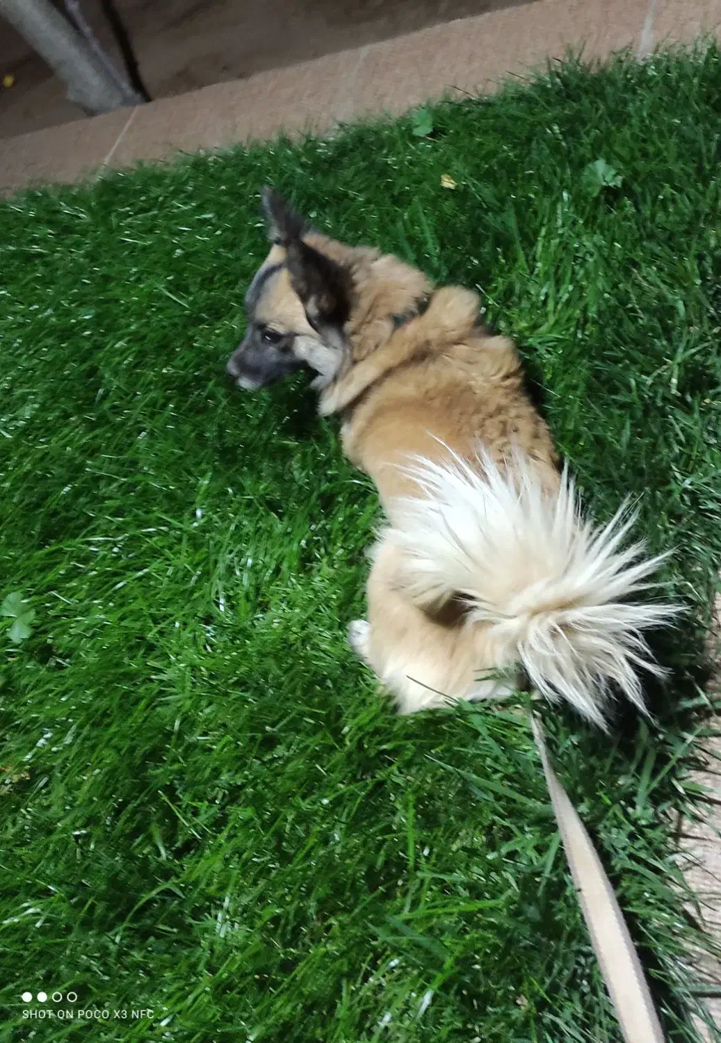 سگ خارجی|سگ|اقلید, |دیوار