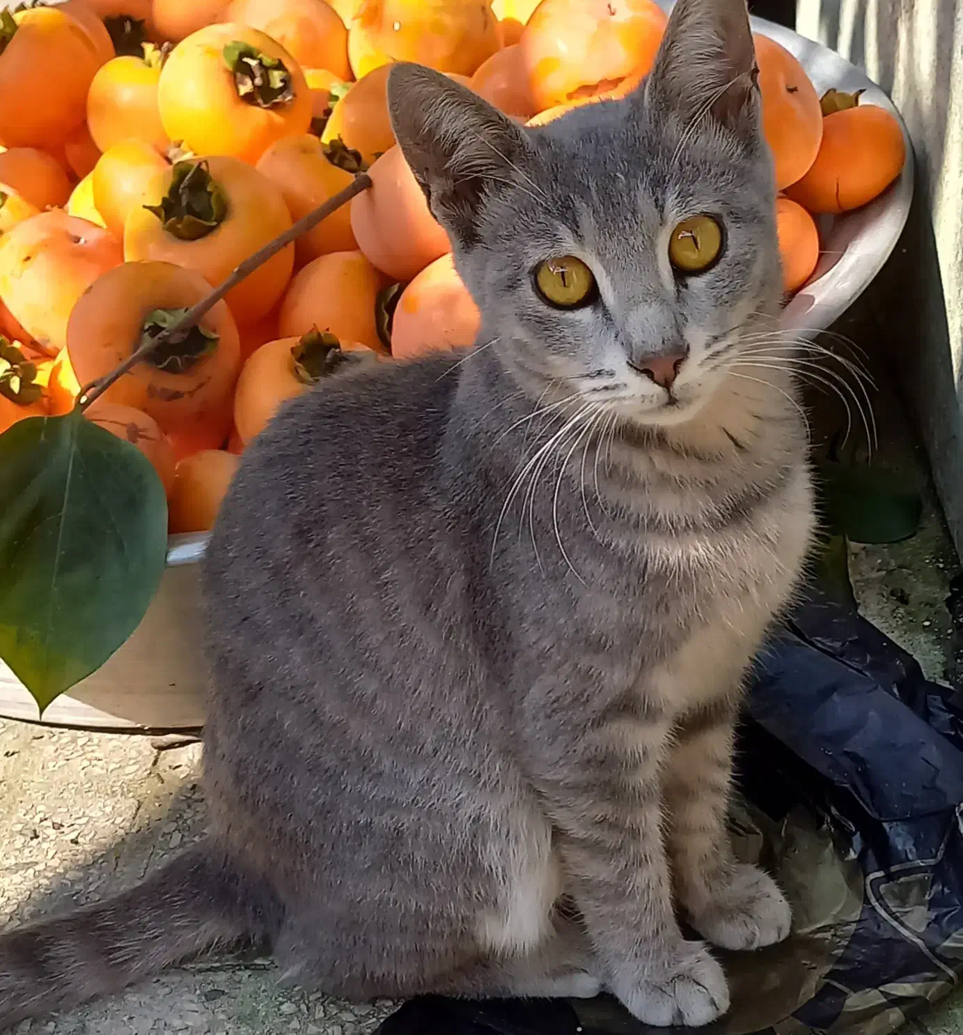 واگذاری گربه|گربه|بندر انزلی, ناسیونال|دیوار