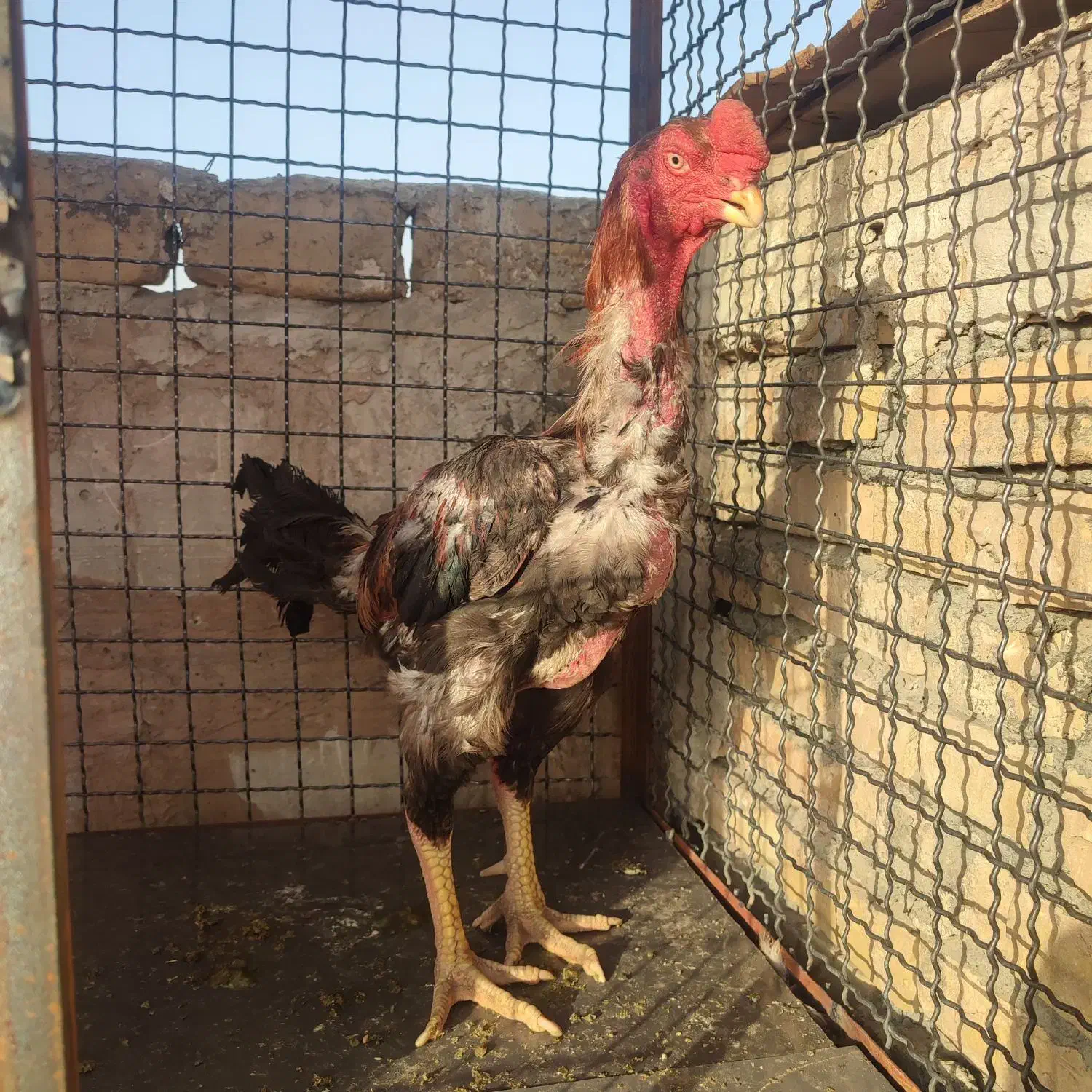 لاری هندی|حیوانات مزرعه|تهران, دانشگاه شریف|دیوار