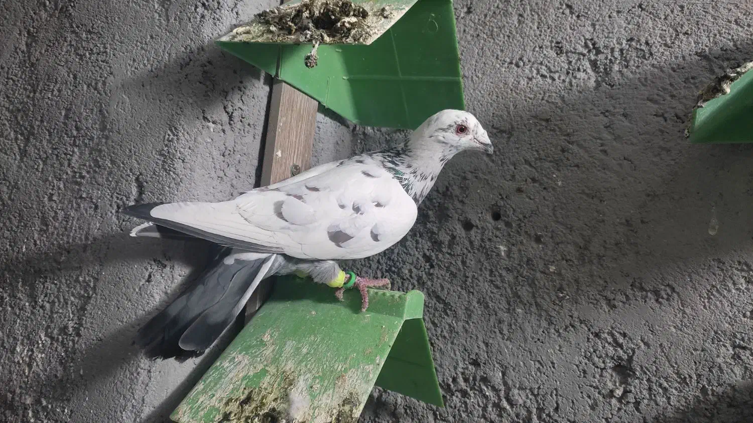 کبوتر|پرنده|سربیشه, |دیوار