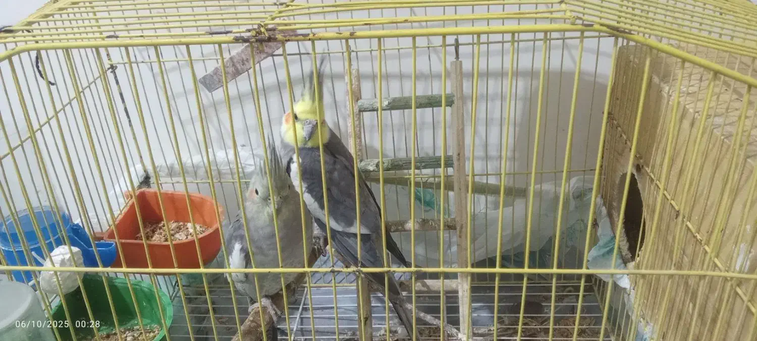 یک جفت عروس هلندی|پرنده|مهر, |دیوار