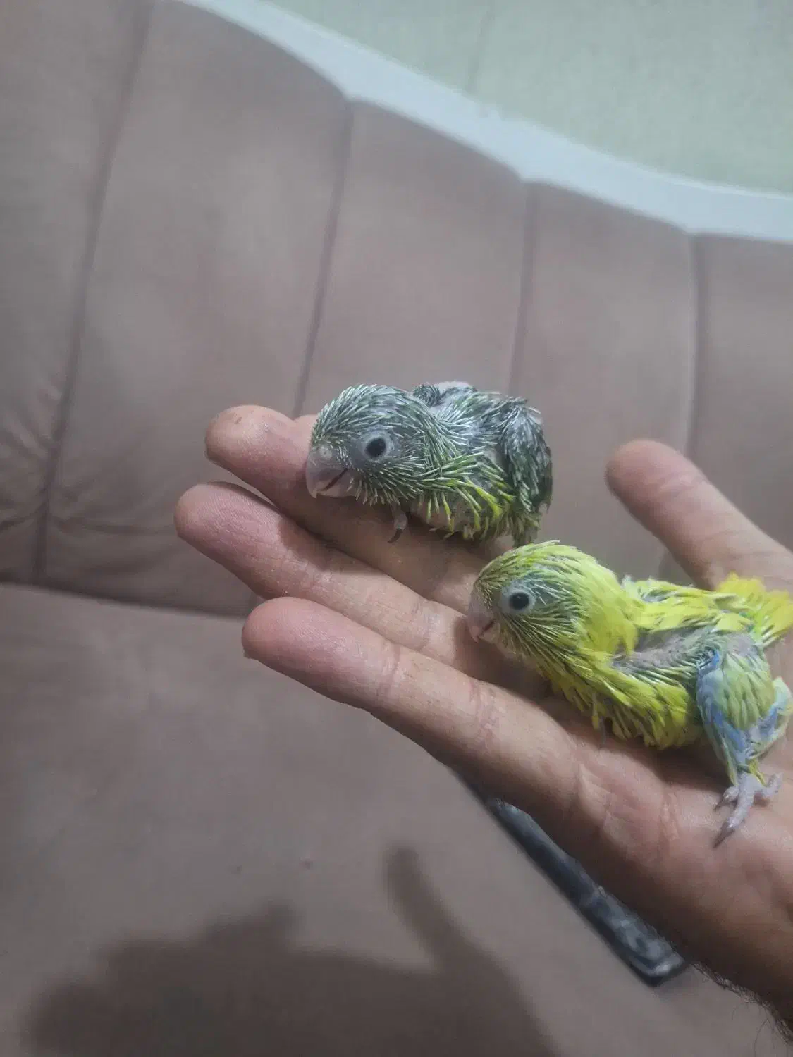 طوطی پروتلت بند انگشتی|پرنده|قم, چهل درخت|دیوار