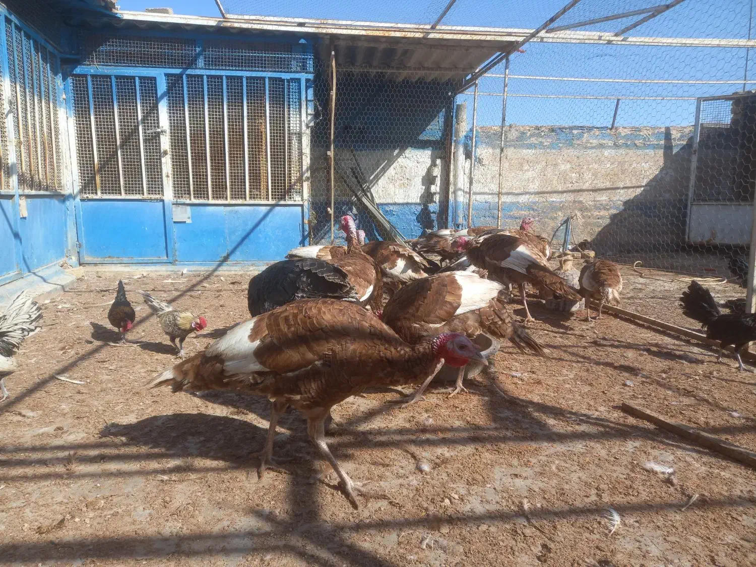 بوقلمون|حیوانات مزرعه|قم, کوه سفید|دیوار